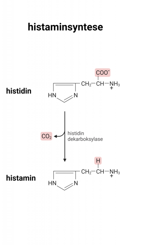 Histamine được tạo ra từ axit amin histidine.