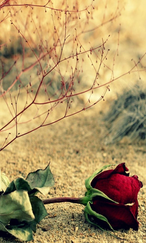  Hình nền hoa hồng đỏ đẹp cho điện thoại 